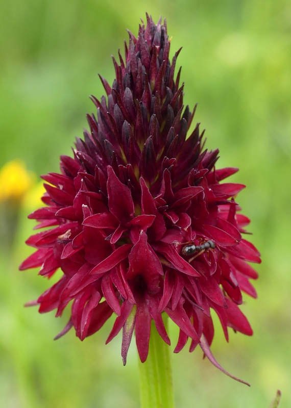 Nigritella cenisia e Nigritella rhellicani  Savoia francese   luglio 2023.